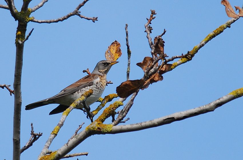 Fieldfare