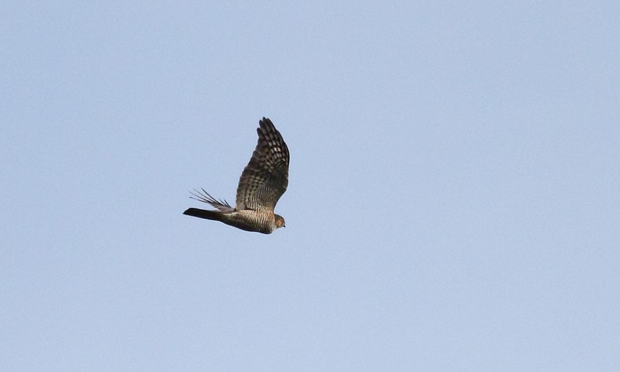 Eurasian Sparrowhawk