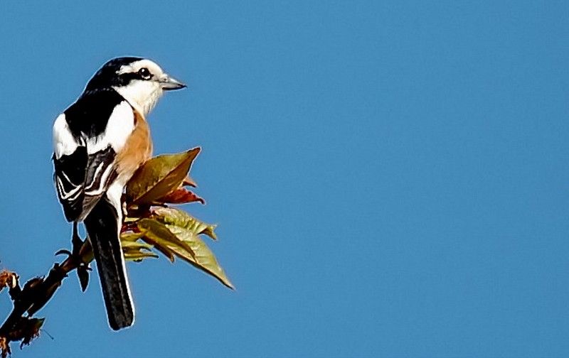 Masked Shrike