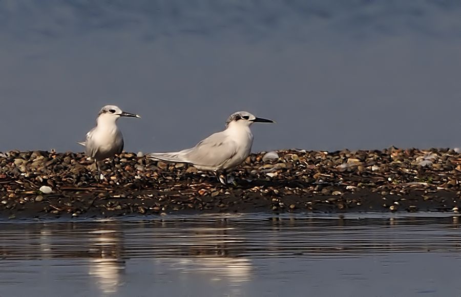 Sandwich Tern