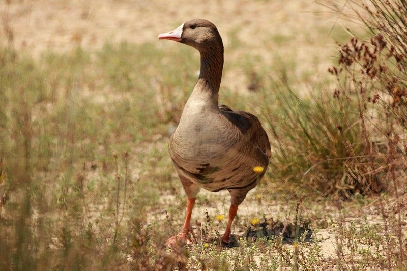 Greater White-fronted Goose