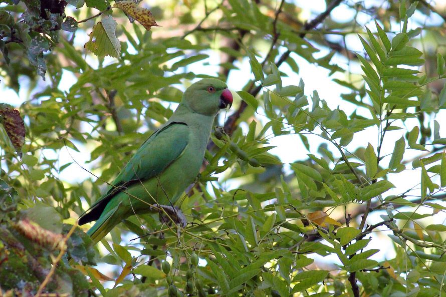 Rose-ringed Parakeet