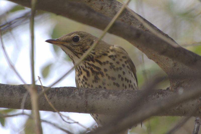 Song Thrush