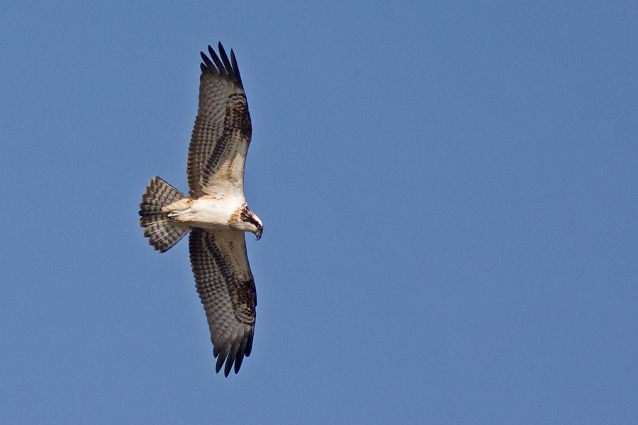 Osprey