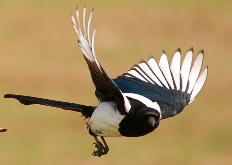 Eurasian Magpie