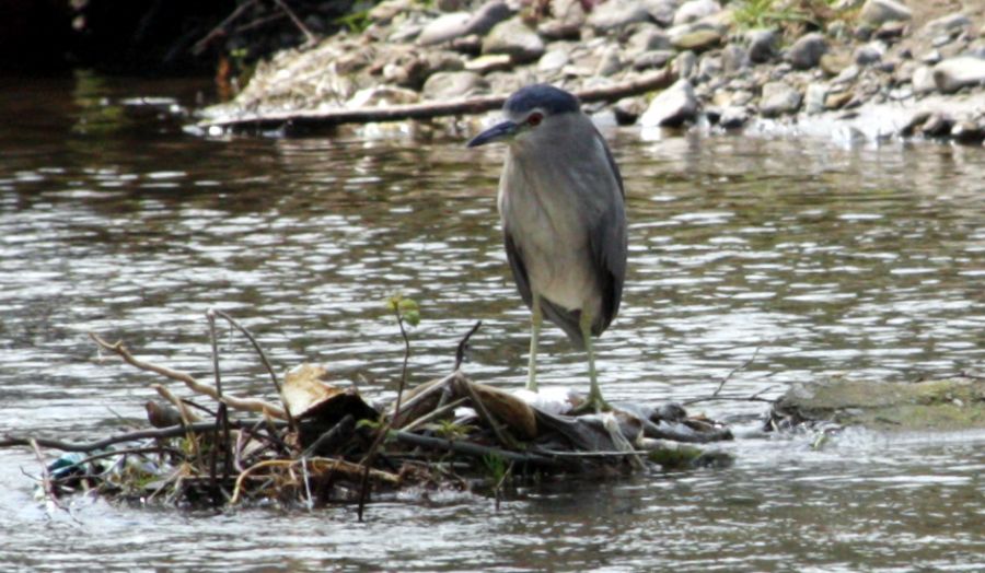 Black-crowned Night Heron