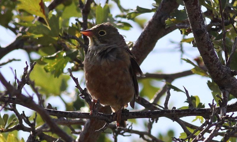 Ortolan Bunting