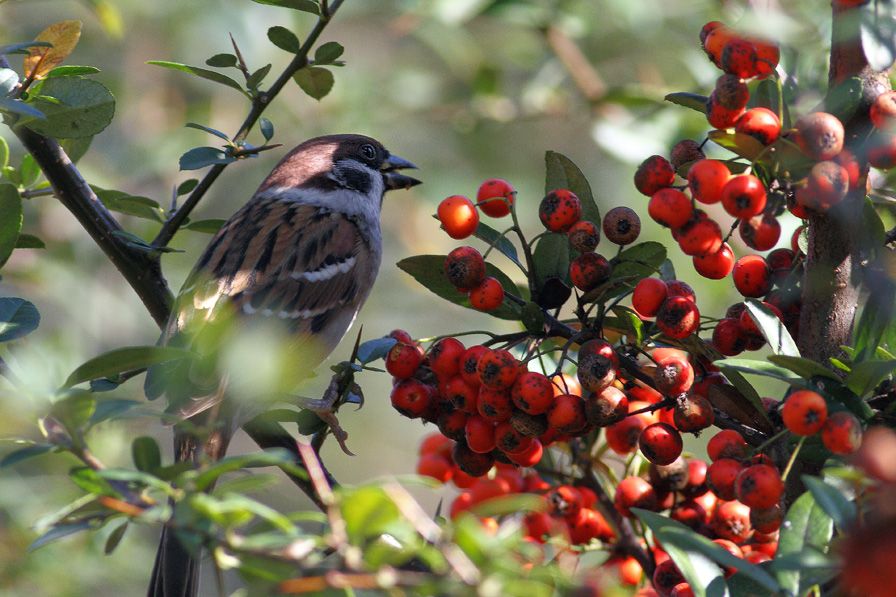 Eurasian Tree Sparrow