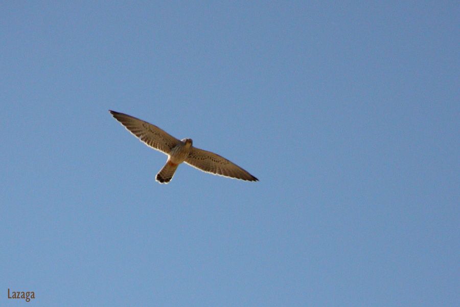 Common Kestrel