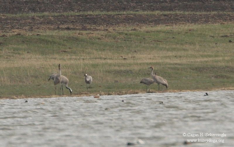 Common Crane