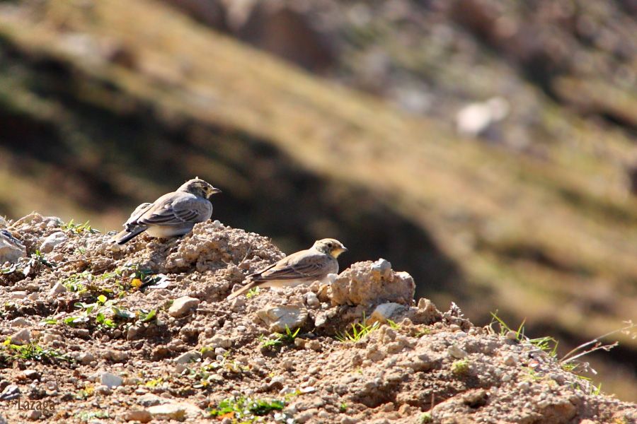 Horned Lark