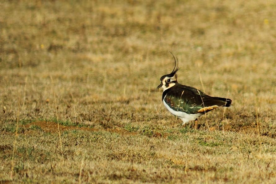 Northern Lapwing