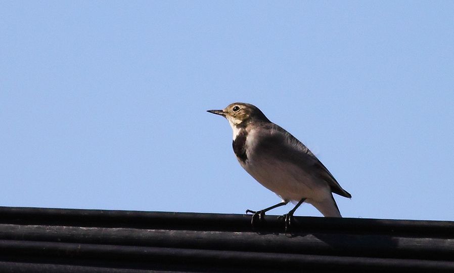 White Wagtail