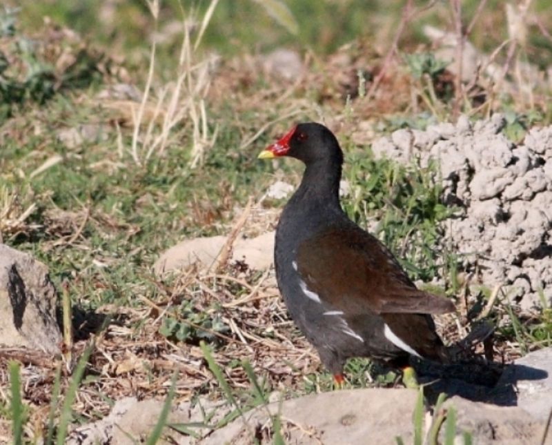 Common Moorhen