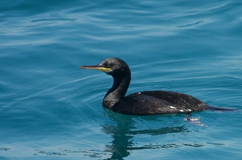 European Shag