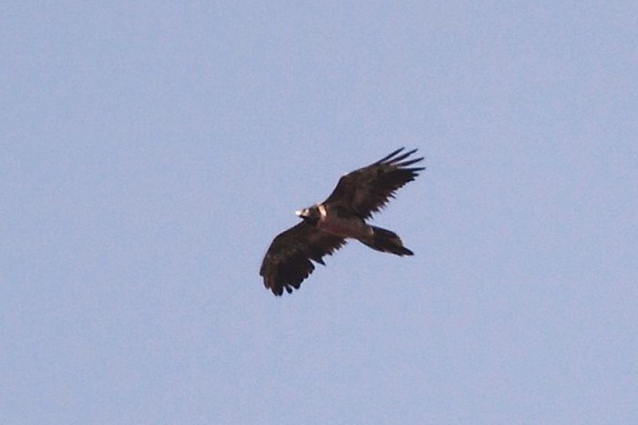 Bearded Vulture