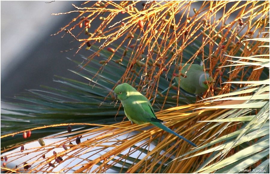 Rose-ringed Parakeet