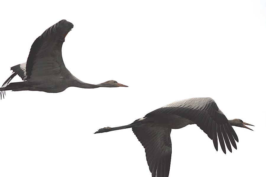 Common Crane