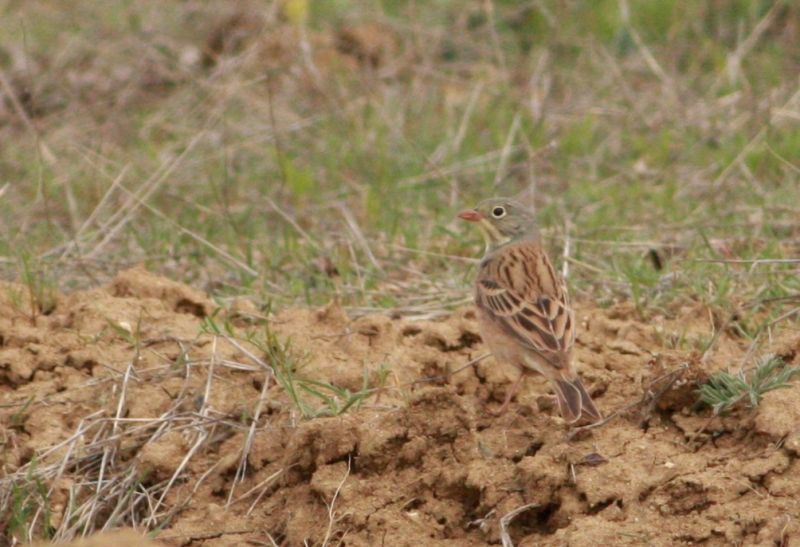 Ortolan Bunting
