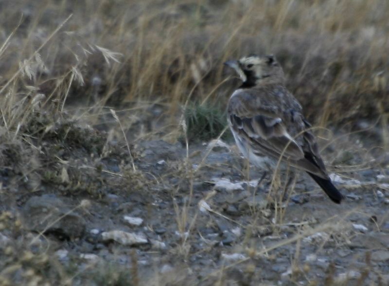 Horned Lark