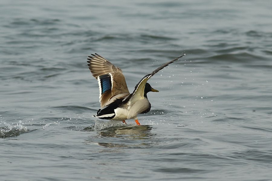 Mallard