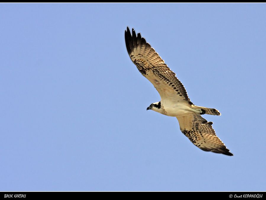 Osprey