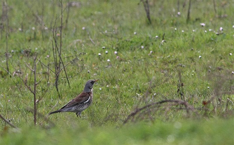 Fieldfare