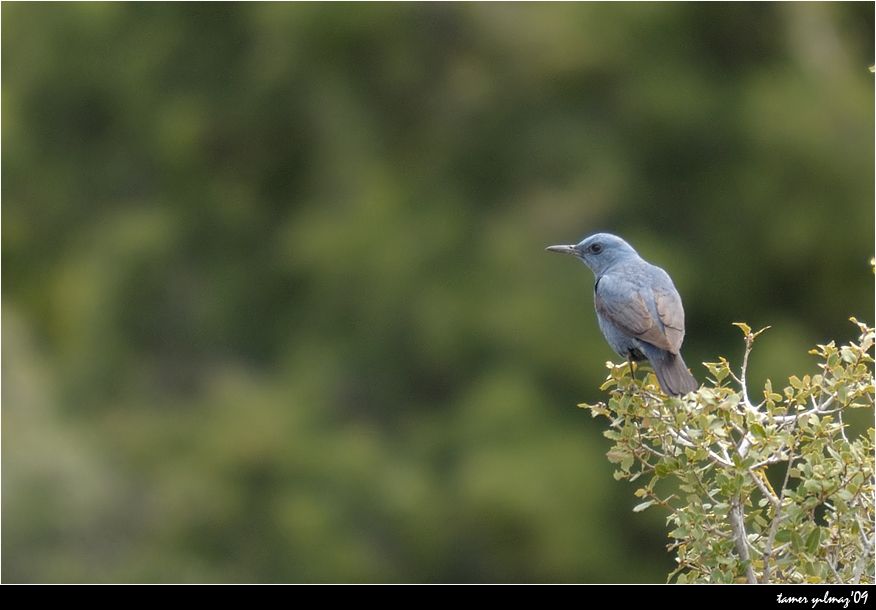 Blue Rock Thrush