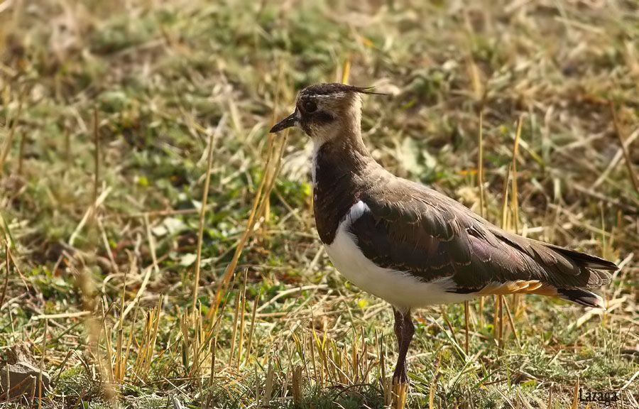 Northern Lapwing