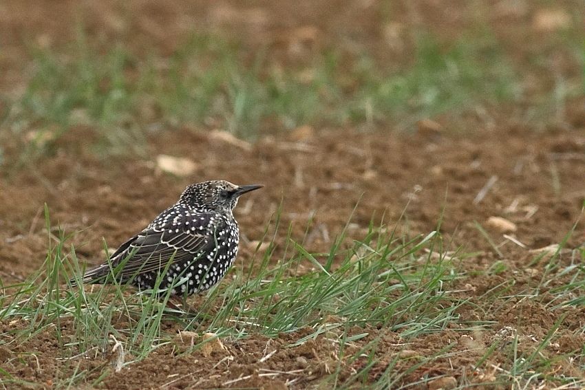 Common Starling