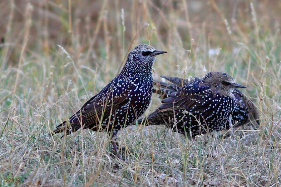 Common Starling