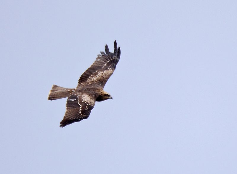 Black Kite