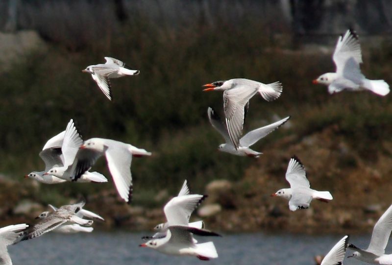 Caspian Tern