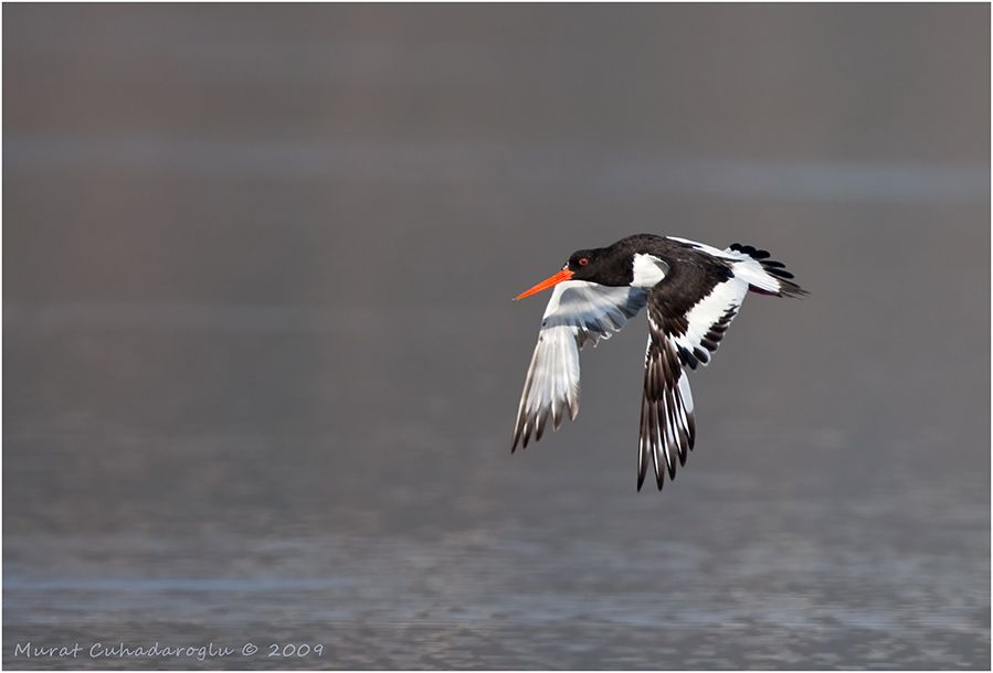 Eurasian Oystercatcher