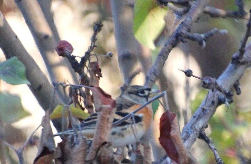 Brambling