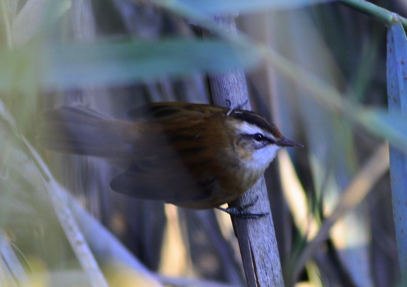 Moustached Warbler