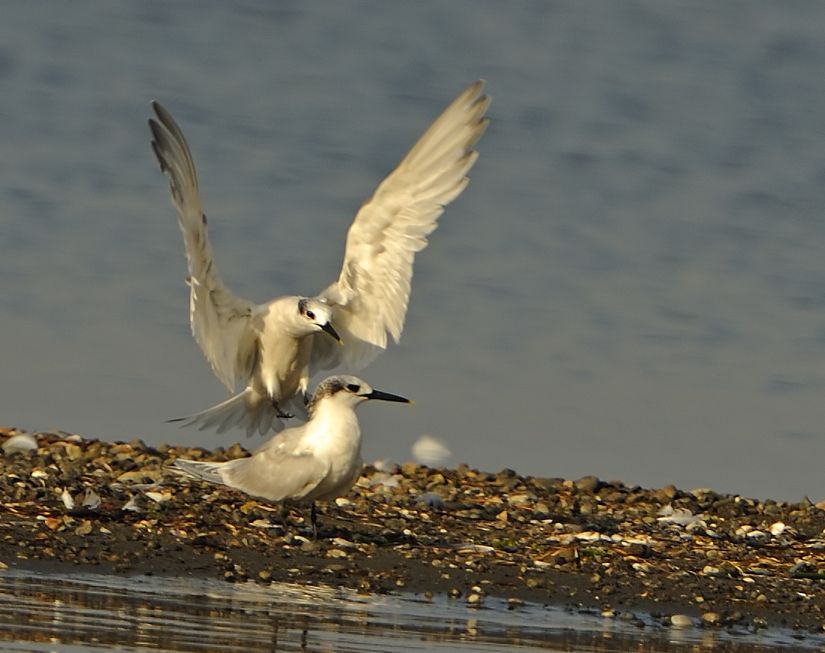 Sandwich Tern