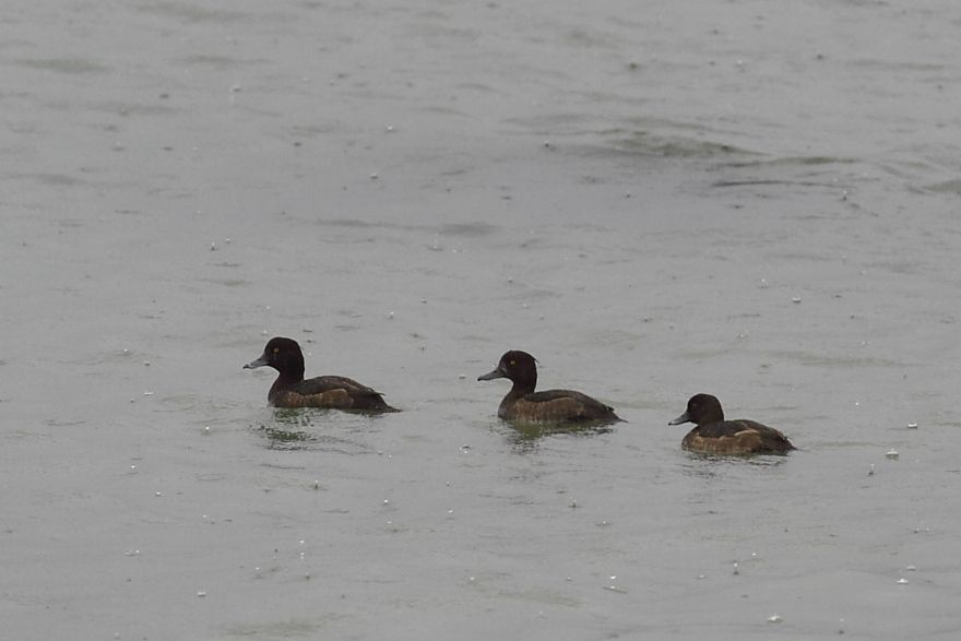 Tufted Duck