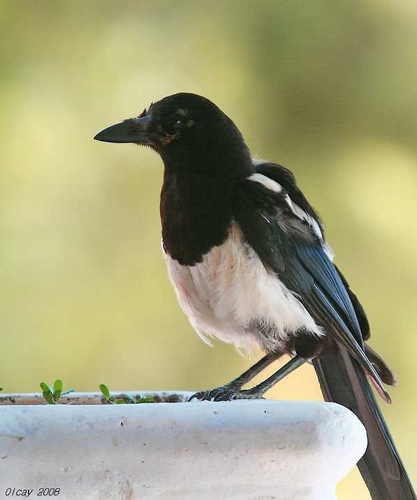 Eurasian Magpie