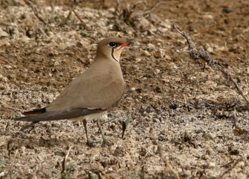 Collared Pratincole