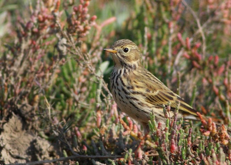 Meadow Pipit