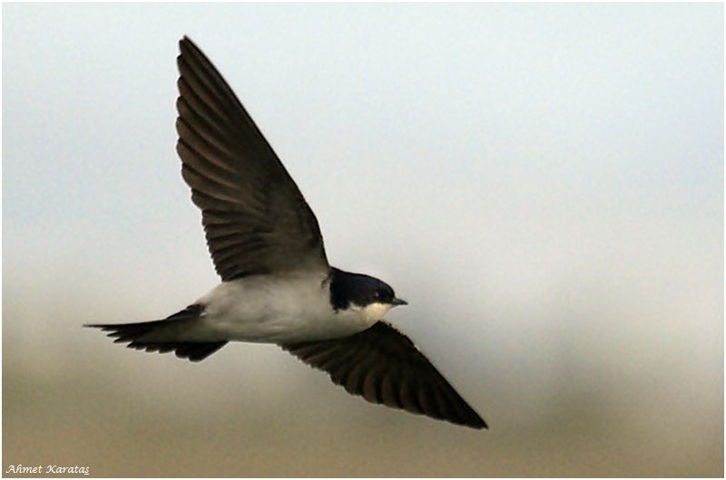 Western House Martin