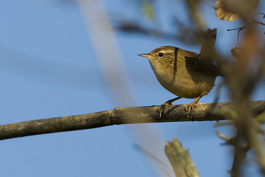Eurasian Wren
