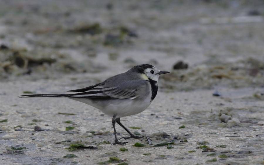 White Wagtail