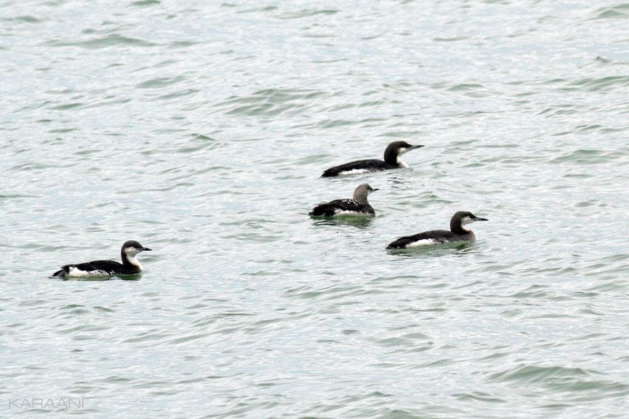Black-throated Loon