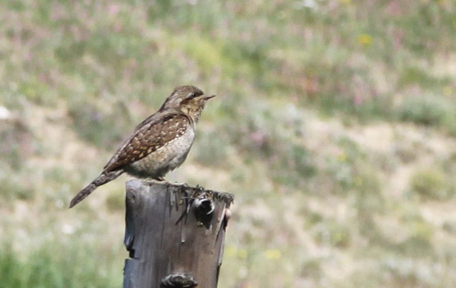 Eurasian Wryneck
