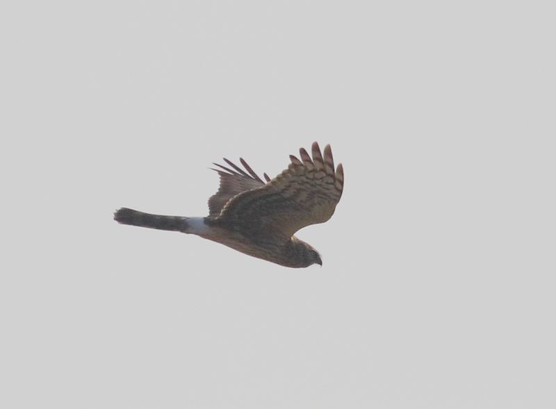 Hen Harrier