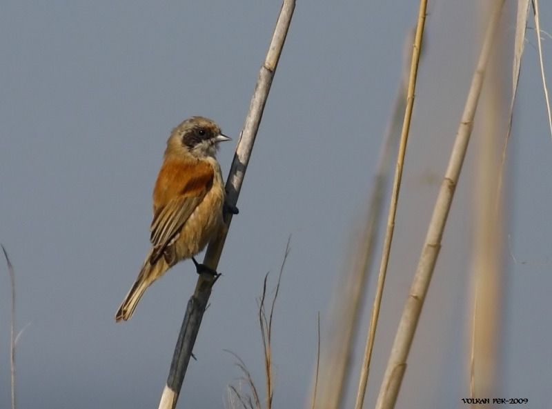 Eurasian Penduline Tit