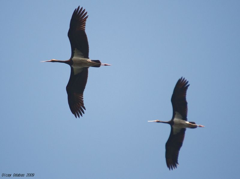 Black Stork