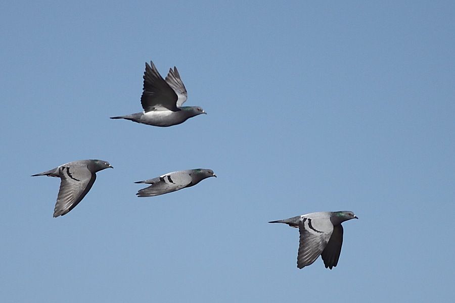 Rock Dove